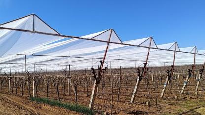 Manisa'da Üreticiler Bağlarını Doluya Karşı Örtüyor