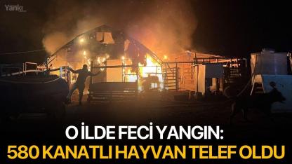O ilde feci yangın: 580 kanatlı hayvan telef oldu