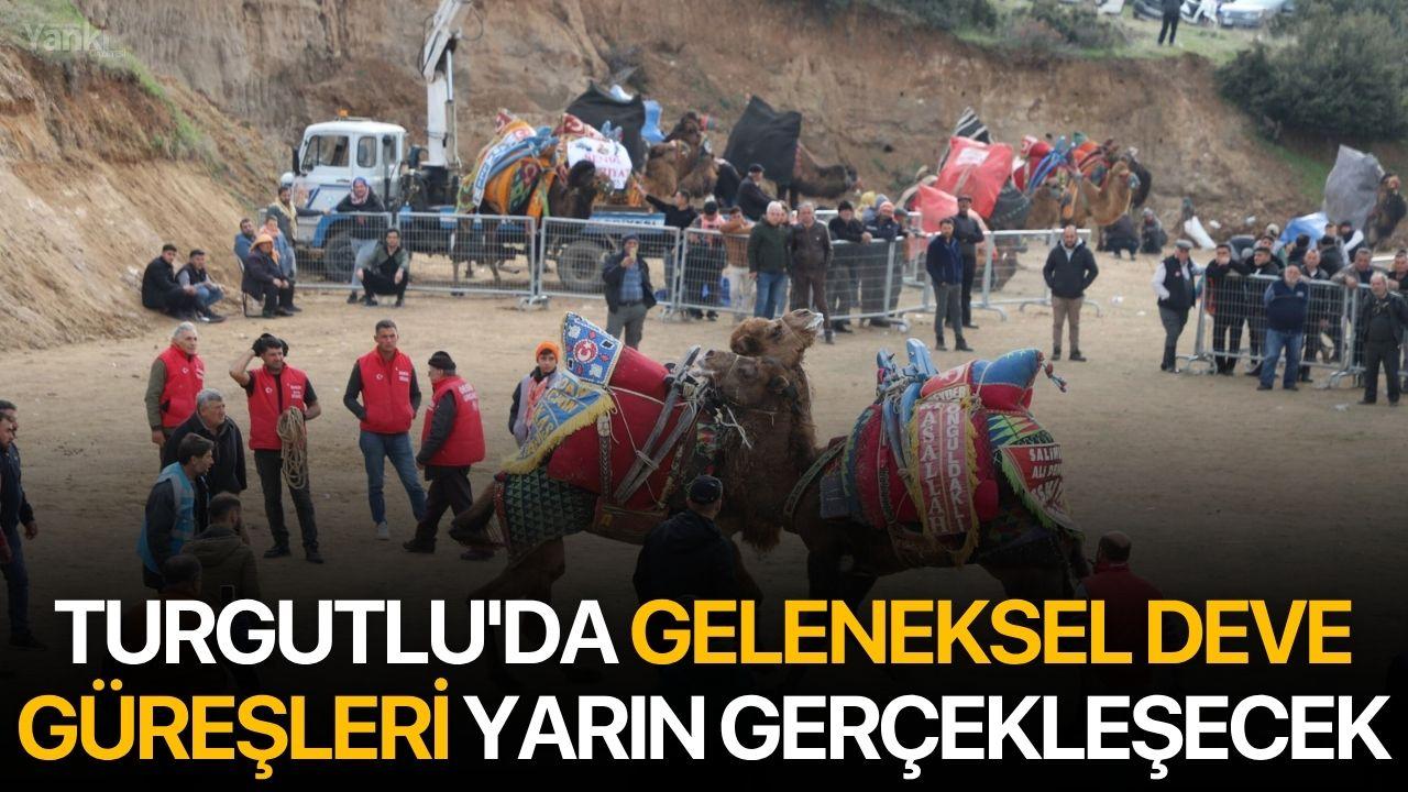 Turgutlu'da Geleneksel Deve Güreşleri Yarın Gerçekleşecek