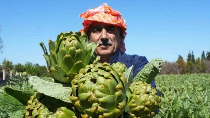 Urla’da sakız enginarının hasat mesaisi sürüyor