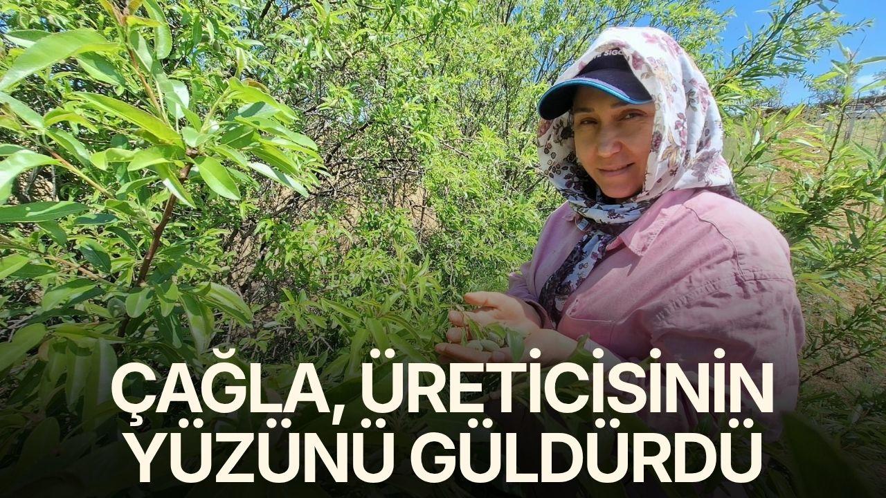 Çağla, üreticisinin yüzünü güldürdü