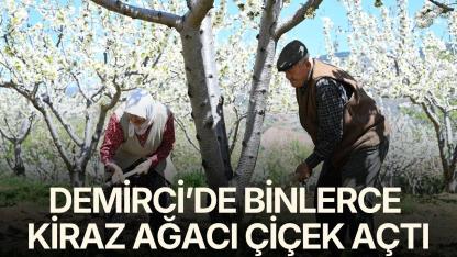 Demirci’de 800 bin kiraz ağacı çiçek açtı
