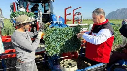 Domates fidelerinin dikimine başlandı