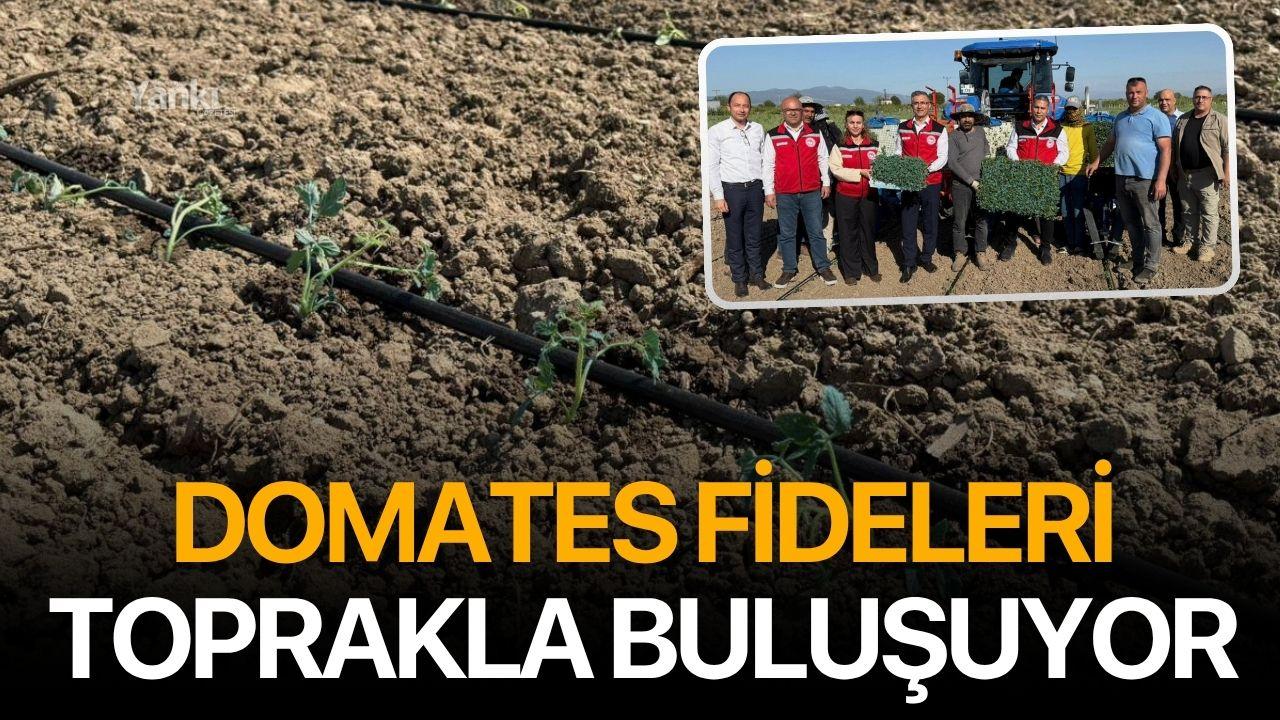 Domates fidelerinin dikimine başlandı
