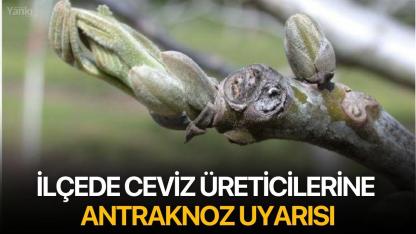 İlçede ceviz üreticilerine antraknoz uyarısı