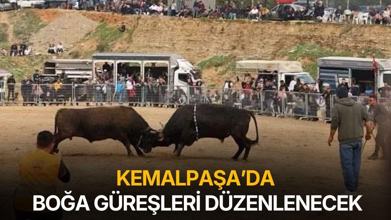 Kemalpaşa'da boğa güreşi heyecanı