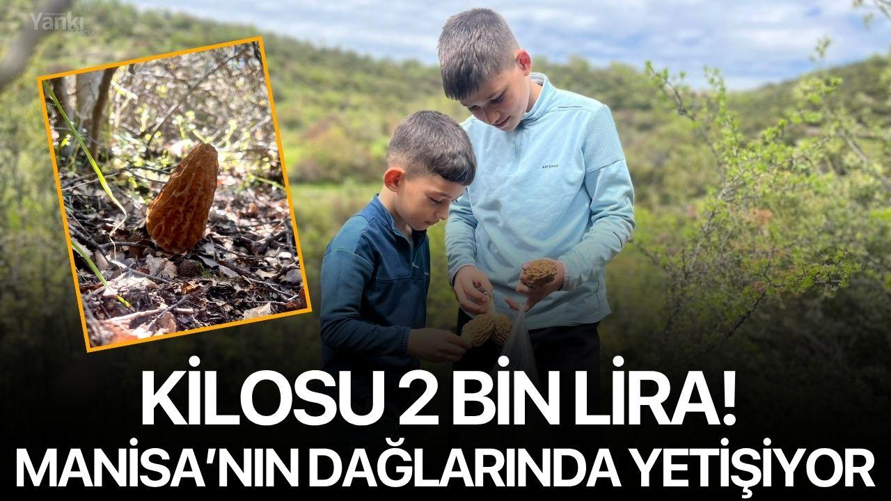 Kilosu 2 Bin Lira! Manisa'nın dağlarında yetişiyor
