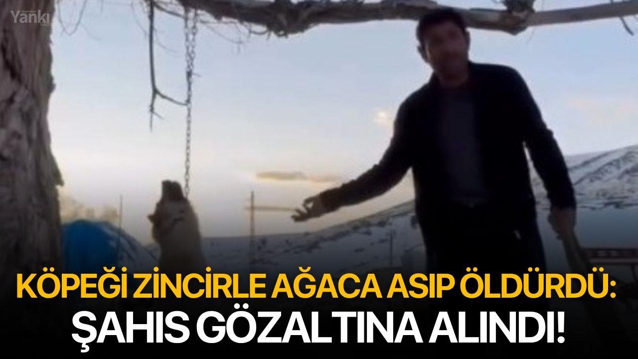 Köpeği zincirle ağaca asıp öldürdü: Şahıs gözaltına alındı!