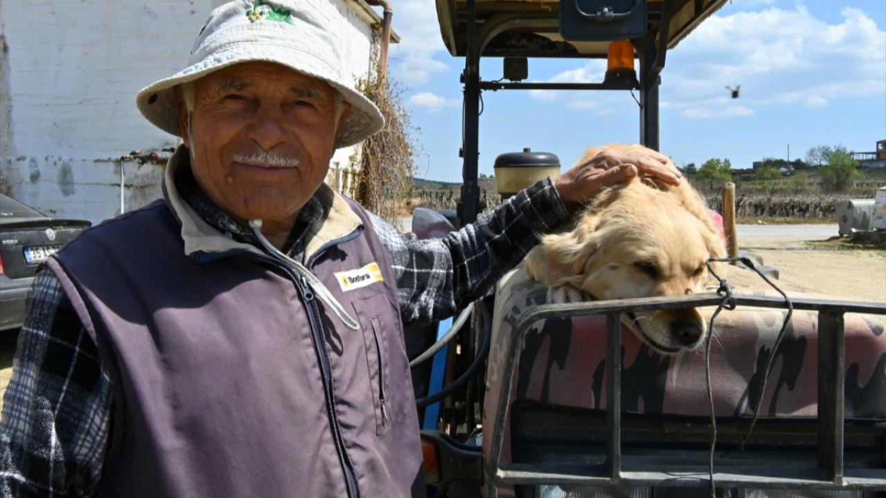 Köpek "Betty", Abdullah dedenin yoldaşı oldu