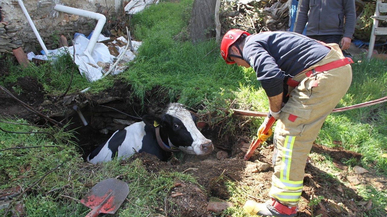 Kuyuya düşen 7 aylık gebe inek kurtarıldı
