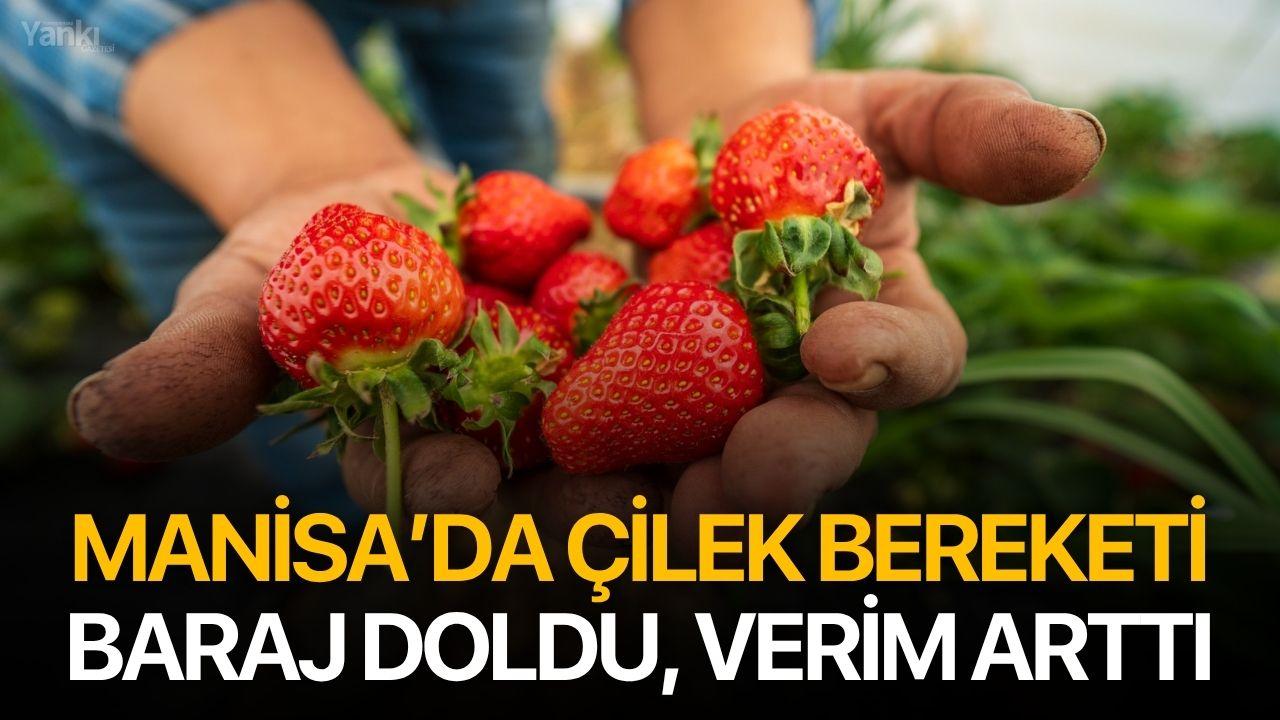 Manisa’da Çilek Bereketi: Baraj Doldu, Verim Arttı
