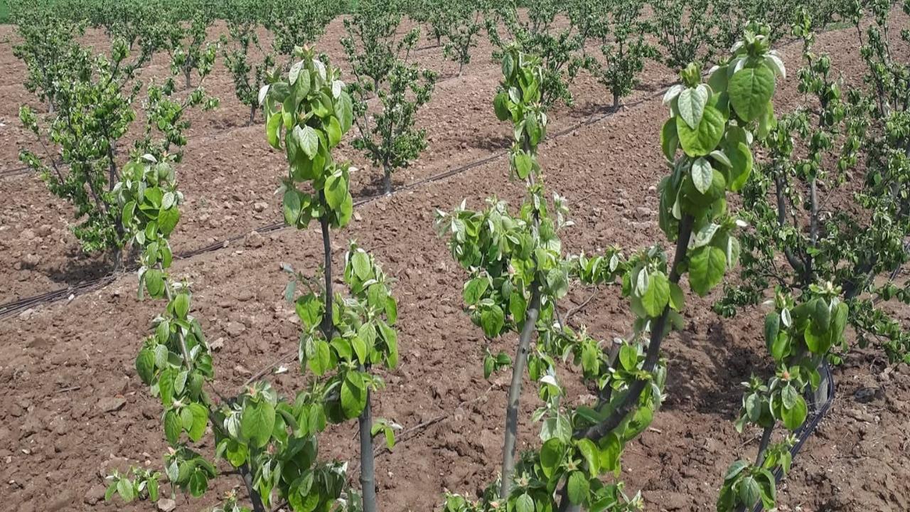 Manisa'da meyve üreticilerine ateş yanıklığı uyarısı