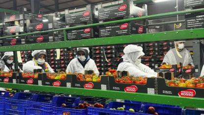 Manisa’da Örtü Altı Domates Üretimine Sıkı Denetim