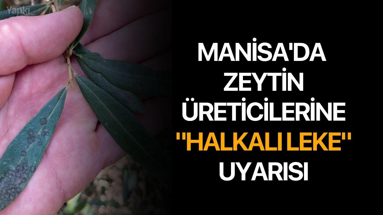 Manisa'da zeytin üreticilerine 