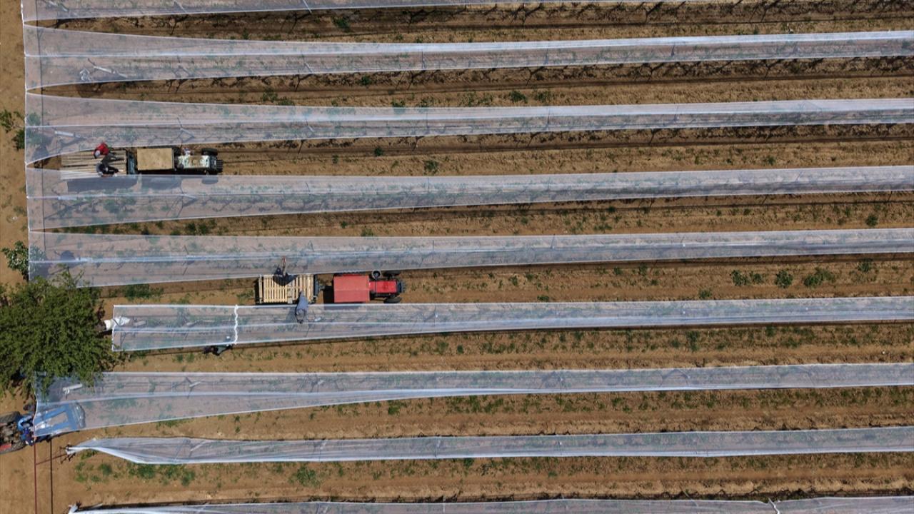 Manisalı üreticiler üzüm bağlarını "dolu tülü" ile koruyor