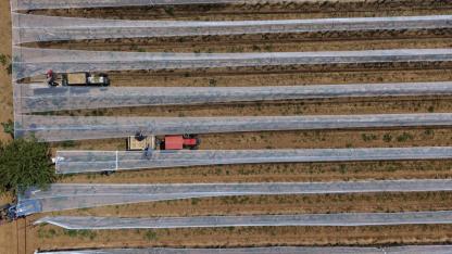 Manisalı üreticiler üzüm bağlarını "dolu tülü" ile koruyor