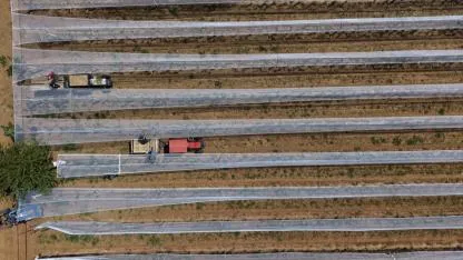 Manisalı üreticiler üzüm bağlarını "dolu tülü" ile koruyor