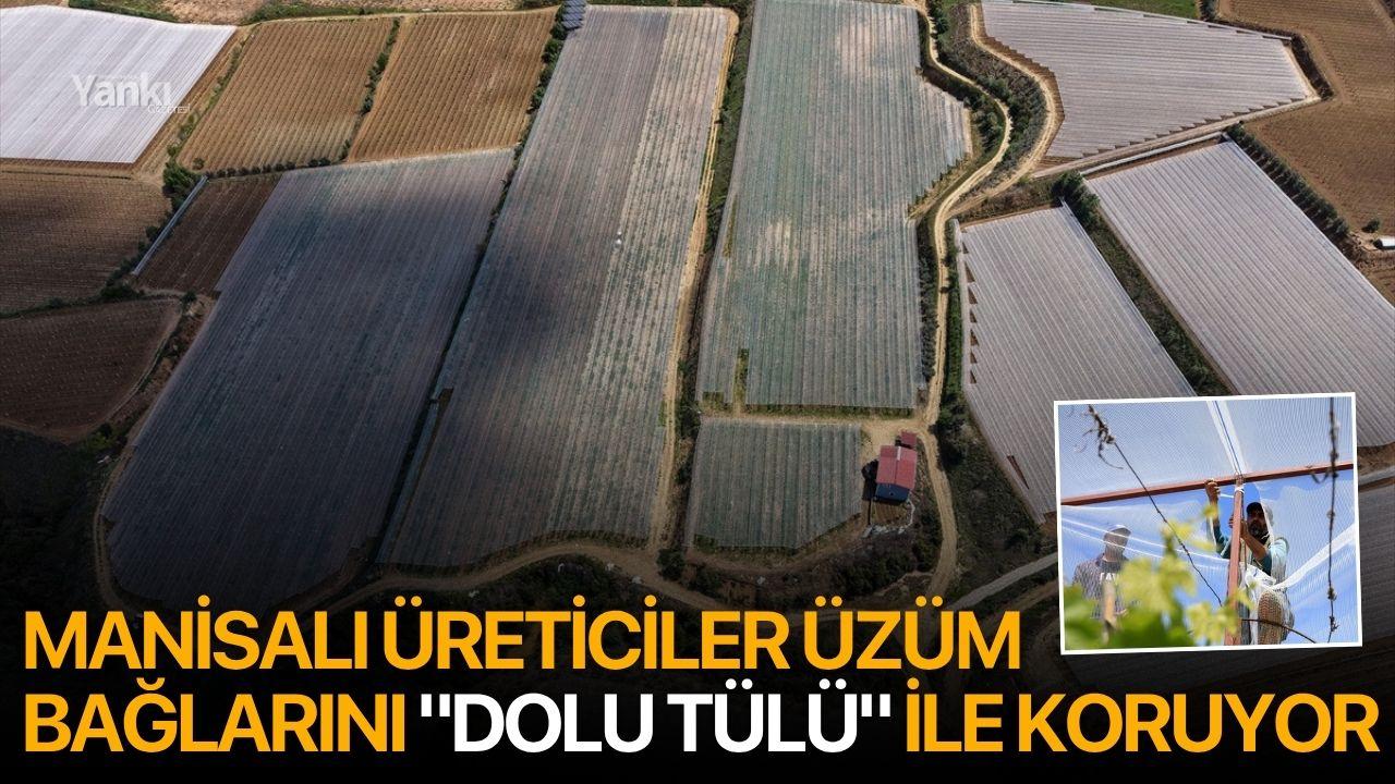 Manisalı üreticiler üzüm bağlarını "dolu tülü" ile koruyor