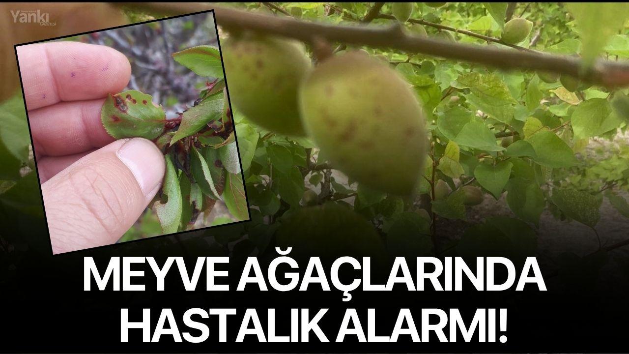 Meyve ağaçlarında hastalık alarmı!