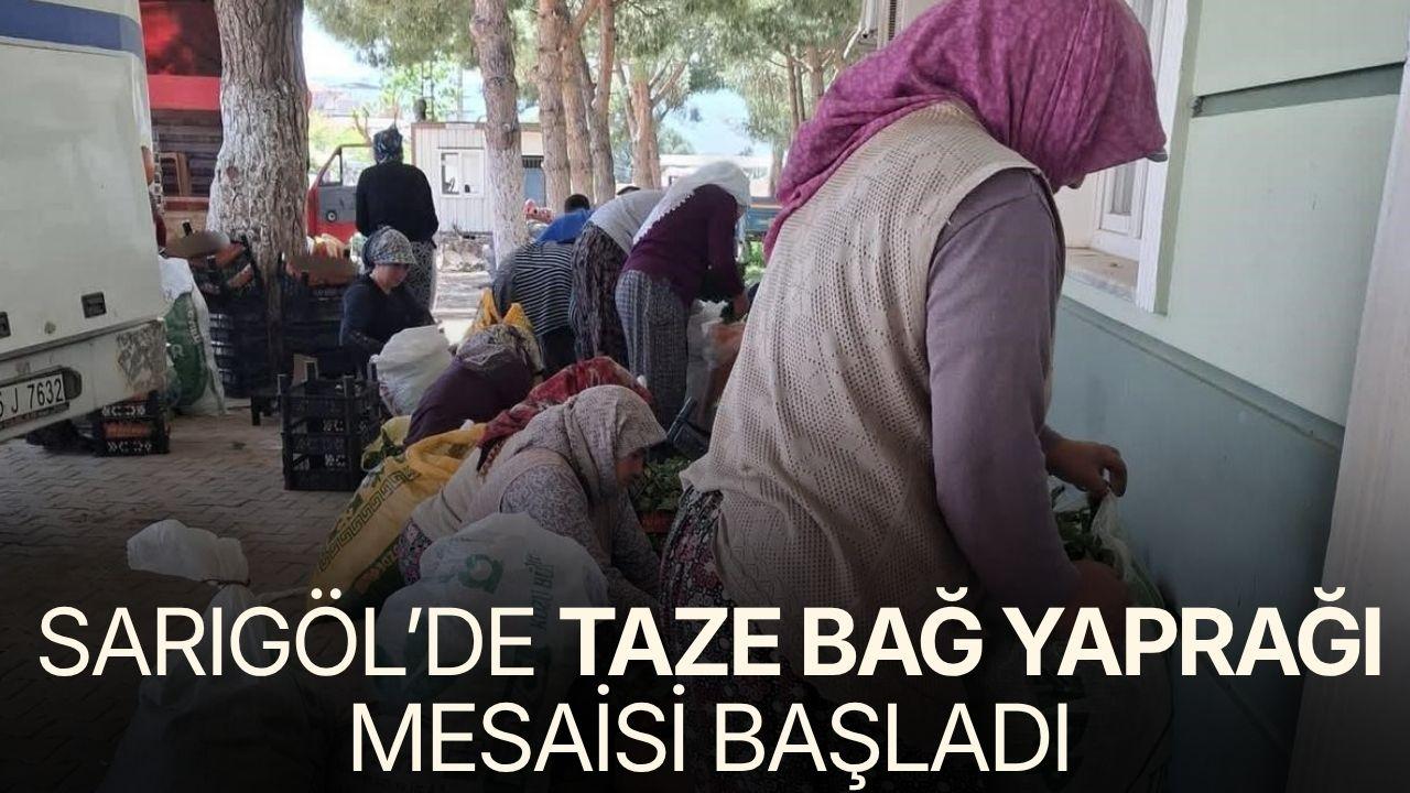 Sarıgöl’de taze bağ yaprağı mesaisi başladı