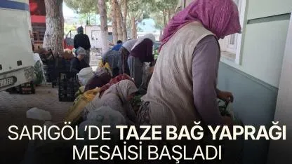 Sarıgöl’de taze bağ yaprağı mesaisi başladı