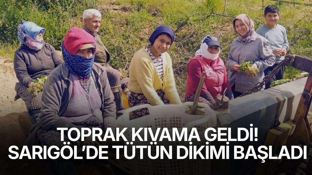 Sarıgöl’de tütün dikimi başladı
