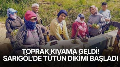 Sarıgöl’de tütün dikimi başladı