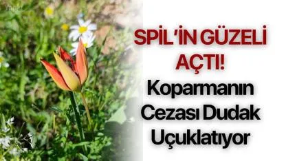 Spil’in Güzeli Açtı! Koparmanın Cezası Dudak Uçuklatıyor