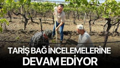 TARİŞ bağ incelemelerine devam ediyor