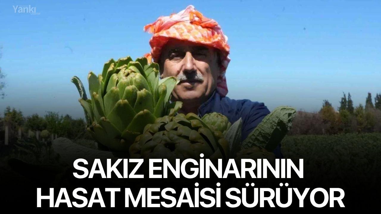 Urla’da sakız enginarının hasat mesaisi sürüyor