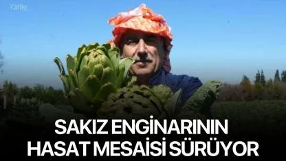 Urla’da sakız enginarının hasat mesaisi sürüyor