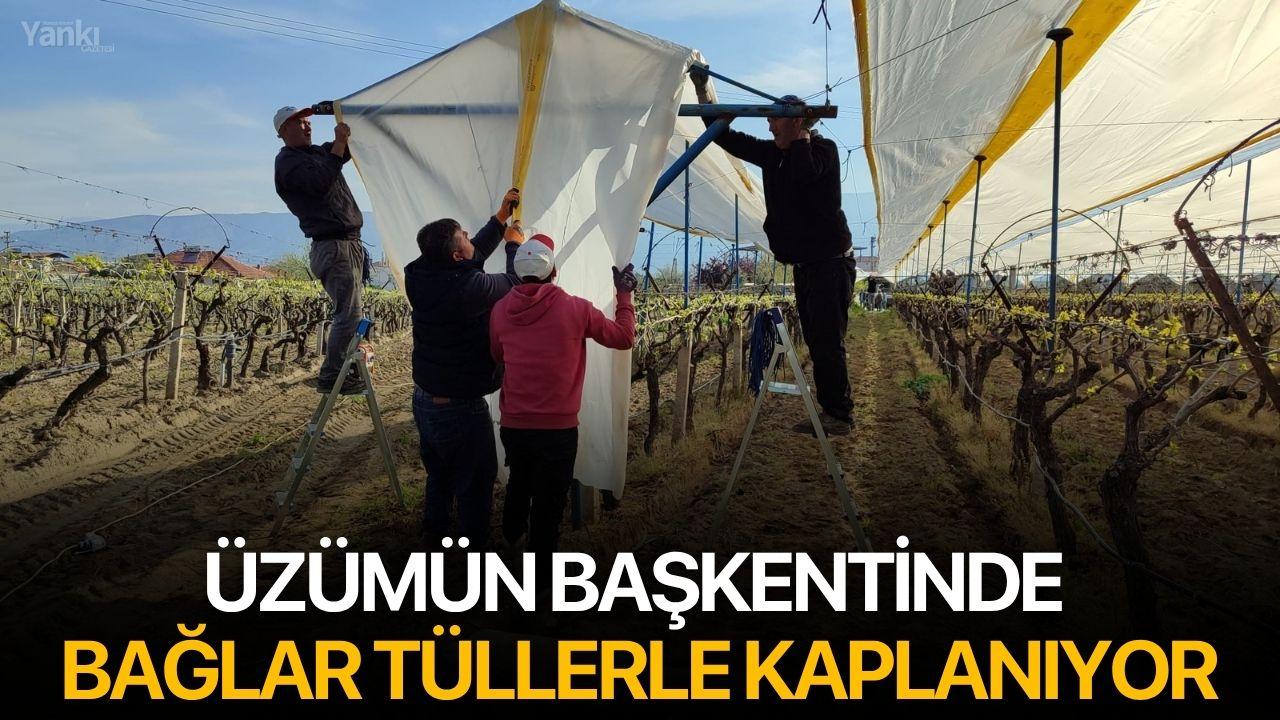 Üzümün başkentinde bağlar tüllerle kaplanıyor