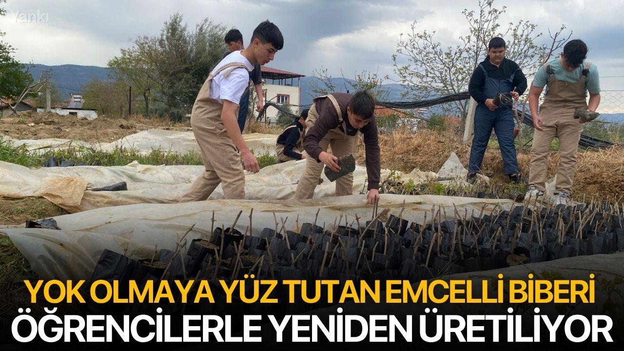 Yok Olmaya Yüz Tutan Emcelli Biberi Öğrencilerle Yeniden Üretiliyor