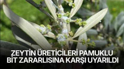 Zeytin üreticileri pamuklu bit zararlısına karşı uyarıldı