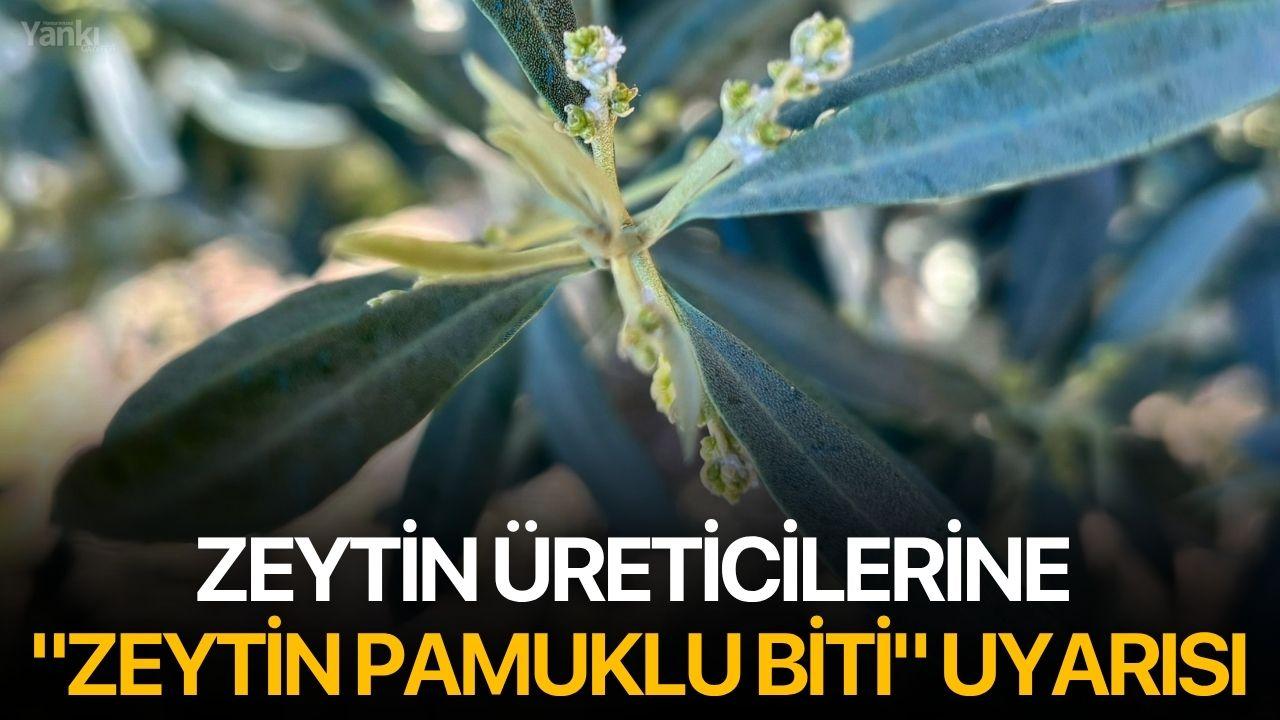 zeytin üreticilerine "Zeytin Pamuklu Biti" uyarısı
