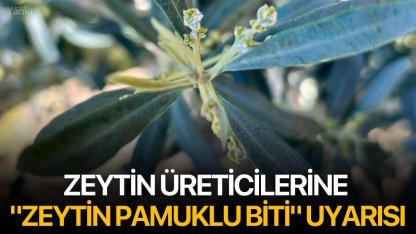 zeytin üreticilerine "Zeytin Pamuklu Biti" uyarısı
