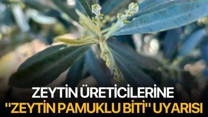 zeytin üreticilerine "Zeytin Pamuklu Biti" uyarısı