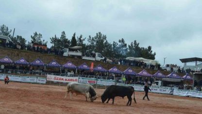 Kemalpaşa'da 3. Boğa Güreşleri Festivali heyecanı yaşandı