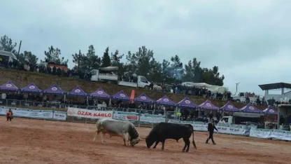 Kemalpaşa'da 3. Boğa Güreşleri Festivali heyecanı yaşandı
