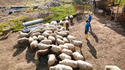 Genç sağlıkçı genç kangal yetiştiricisi oldu