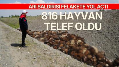 Iğdır'da koyun sürüsüne arılar saldırdı! 816 küçükbaş hayvan telef oldu