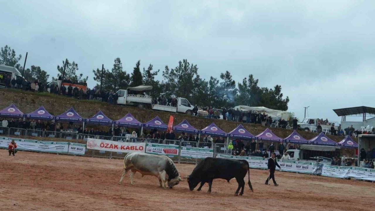 Kemalpaşa'da 3. Boğa Güreşleri Festivali heyecanı yaşandı
