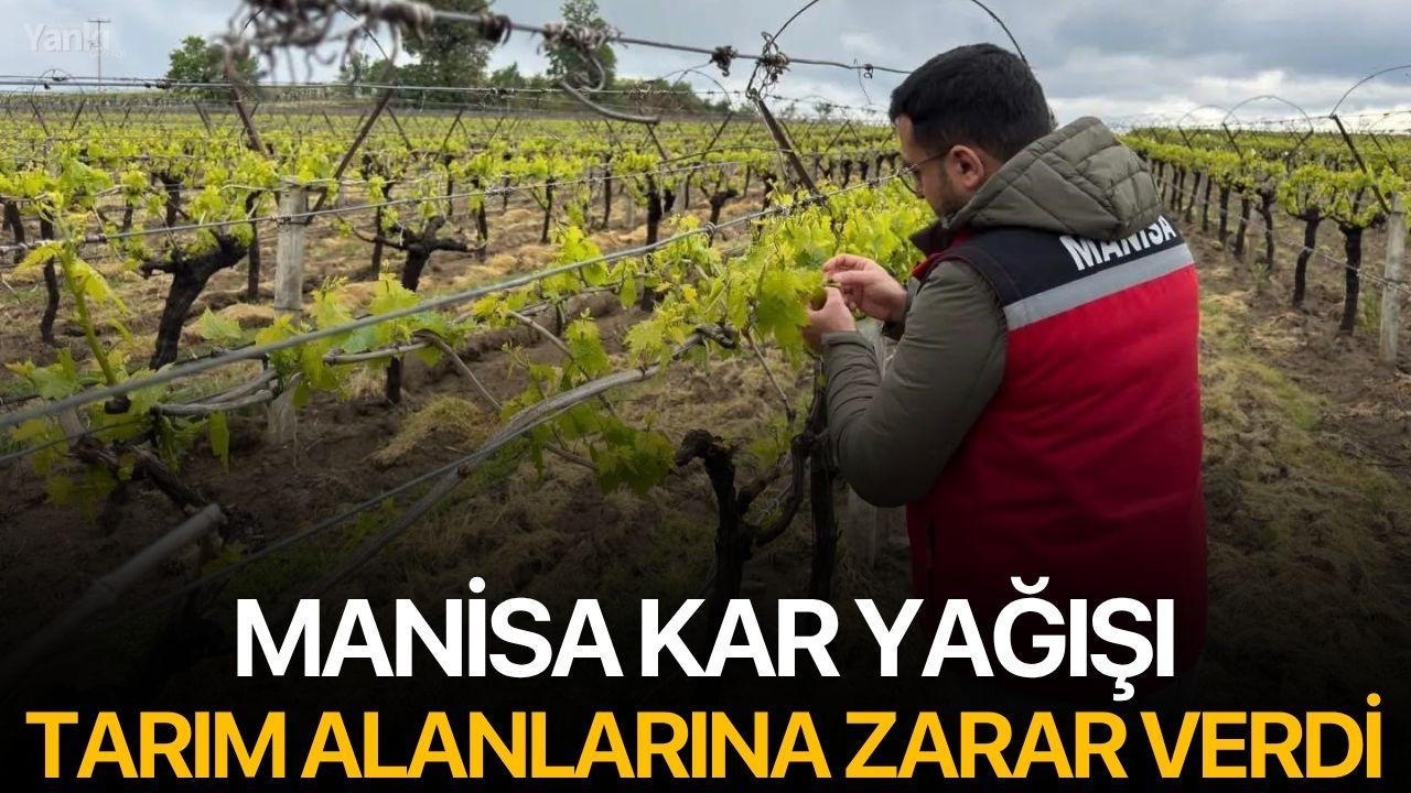 Manisa'da Kar Yağışı Tarım Alanlarına Zarar Verdi