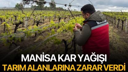 Manisa'da Kar Yağışı Tarım Alanlarına Zarar Verdi