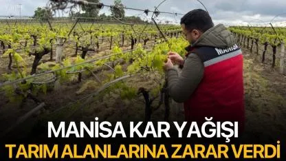 Manisa'da Kar Yağışı Tarım Alanlarına Zarar Verdi