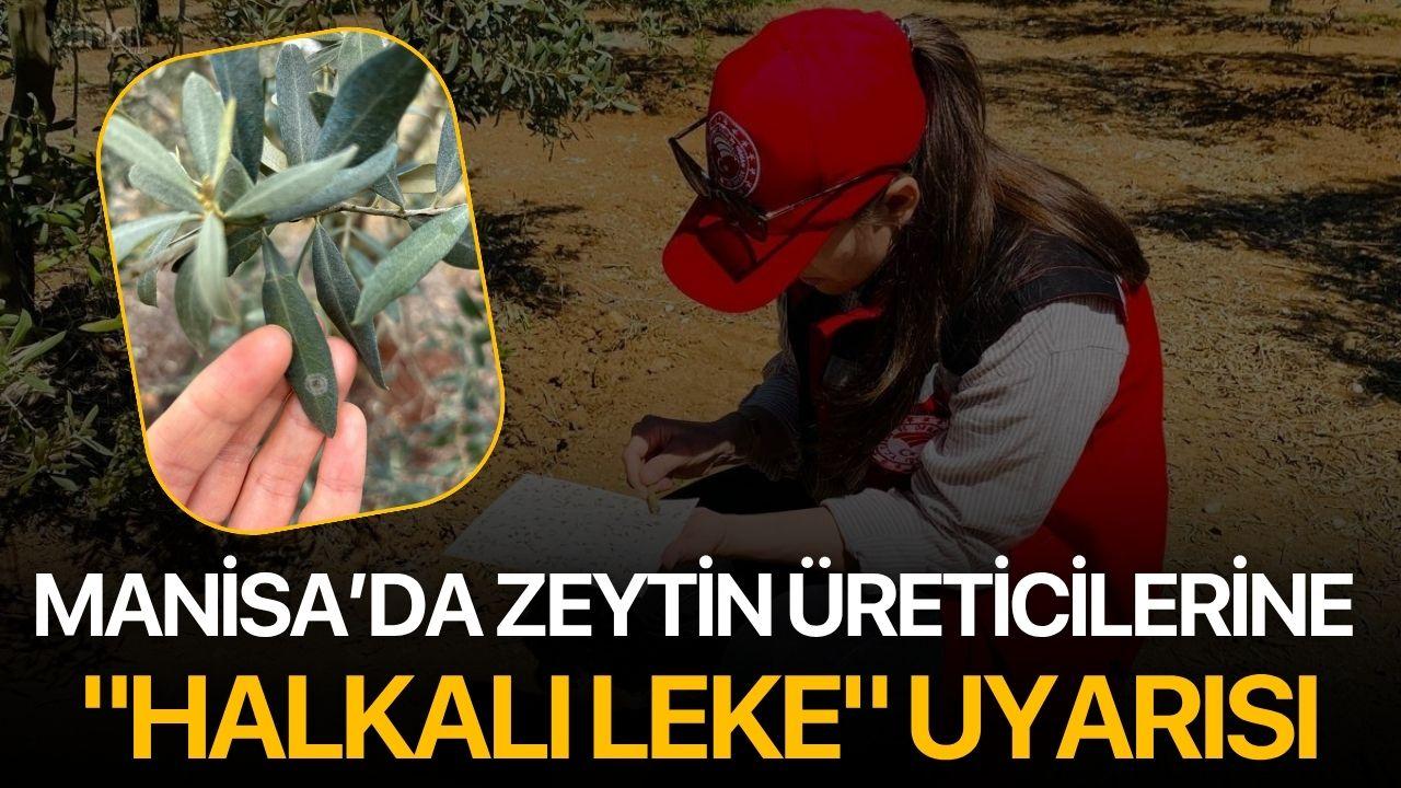 Manisa’da Zeytin Üreticilerine "Halkalı Leke" Uyarısı
