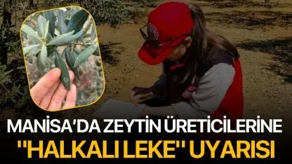 Manisa’da Zeytin Üreticilerine "Halkalı Leke" Uyarısı