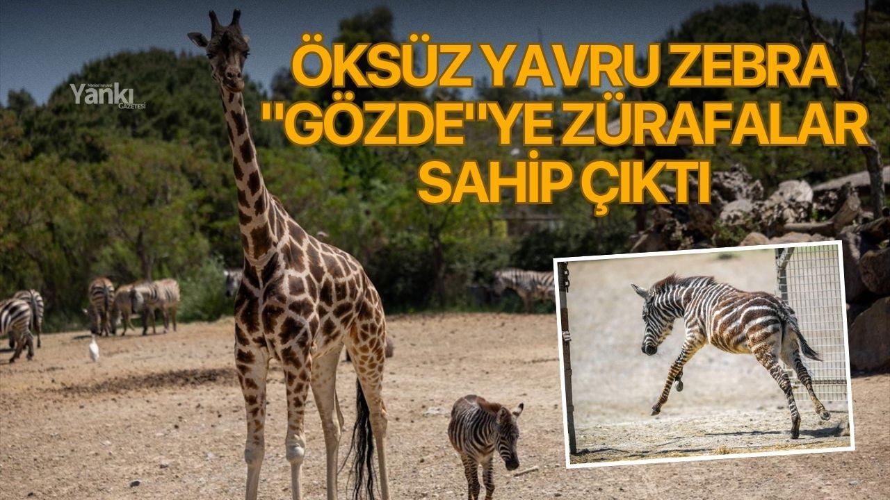 Öksüz yavru zebra "Gözde"ye zürafalar sahip çıktı