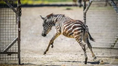 Öksüz yavru zebra "Gözde"ye zürafalar sahip çıktı