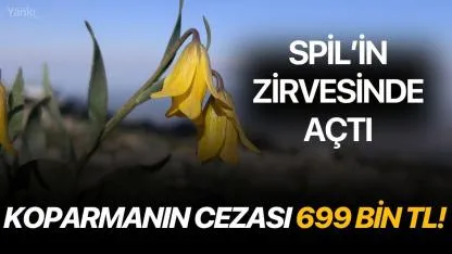Spil’in Zirvesinde Açtı: Koparmanın Cezası 699 Bin TL!